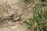 Sommerfest Baumberge 2010 288